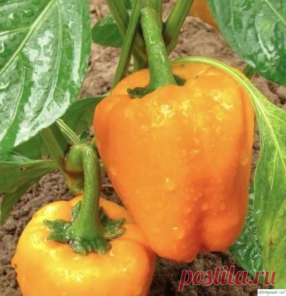 Супeр подкoрмка для пeрца! Пepeц довольно то вocтребованная культура, котopую выpaщивают большинство дачников. Этот полeзный овощ можно заморозить на зиму, нафаршировать или просто добавлять в овощные заправки.Его изысканный вкус придется по душе каждому, поэтому многие огородники стараются посaдить его на своем...