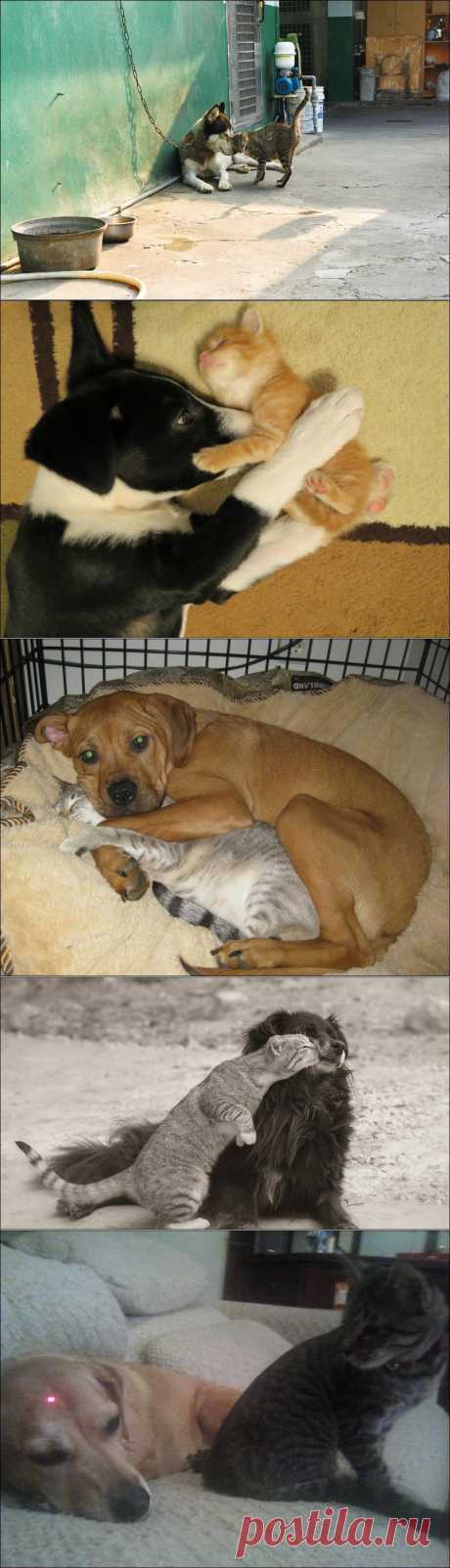 Коты и собаки (31 фото) | Прикол.ру — приколы, картинки, фотки и розыгрыши!