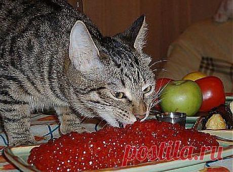 Живем на Дальнем Востоке.....Вискас не покупаем....дорого....