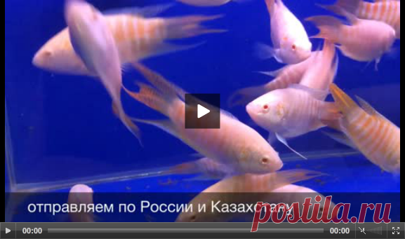 Аквариумные рыбки...