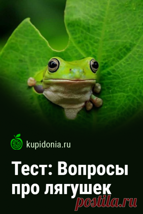 Тест: Вопросы про лягушек. Пройдите тест о лягушках на нашем сайте и проверьте свои знания!