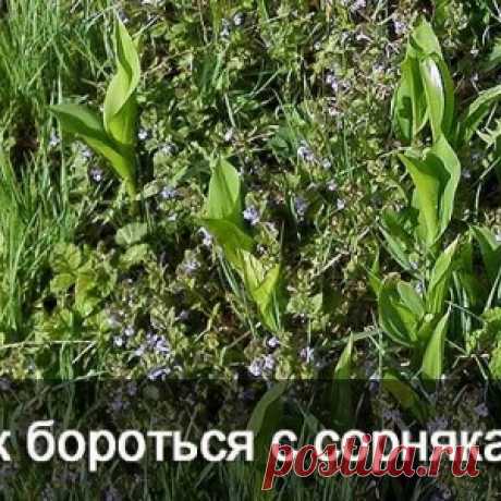 Зюганов: Все выглядит так, будто в правительстве сидит пятая колонна