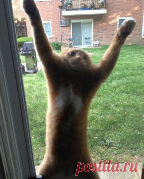 Невероятно смешные коты / Питомцы