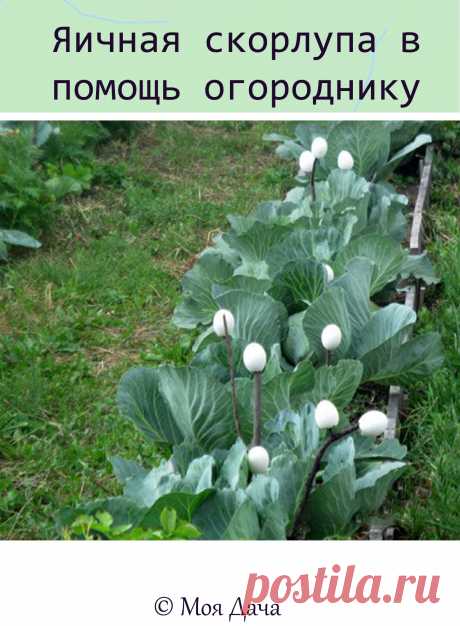 Яичная скорлупа в помощь огороднику

Года четыре назад в интернете я прочитала о том, что можно вырастить чистую капусту, используя для этого скорлупу белых яиц. Всю зиму собирала скорлупу, которая должна быть целой — для этого с любого конца проделываем дырочку, вытряхиваем содержимое. Можно сполоснуть, просушить и ждать весны.