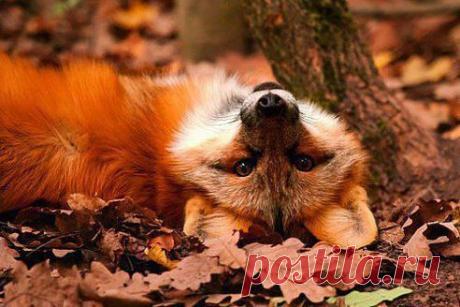 Красота - страшная сила... Особенно в сочетании с хитрой моськой...)))