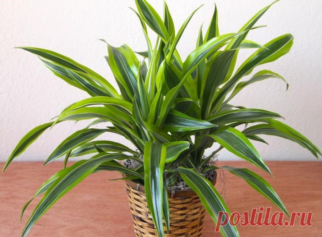 Драцена душистая Драцена душистая (Dracaena fragrans) – это высокое травянистое растение, которое вырастает в виде кустарника и относится к роду Спаржевых. Место ее произрастания – жаркие тропические страны западной А...