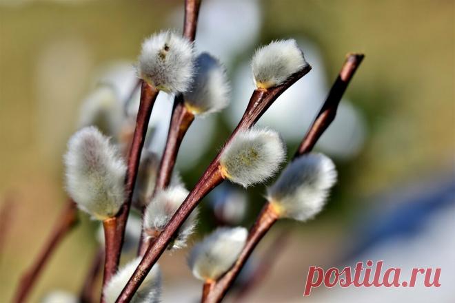 Чем знаменателен День весеннего равноденствия или Вербоносный день | ЗНАЙ | Яндекс Дзен