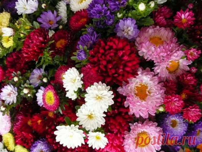 Как добиться долгого цветения однолетних астр? 