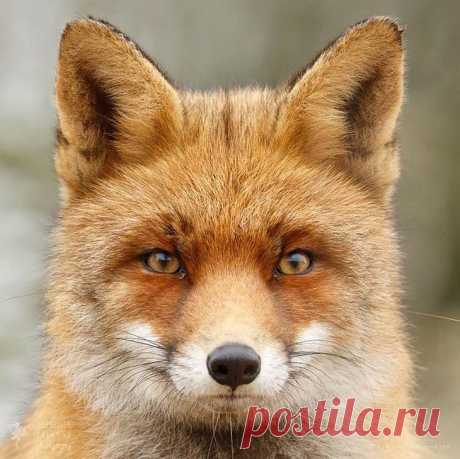 Невероятные фотографии лис
