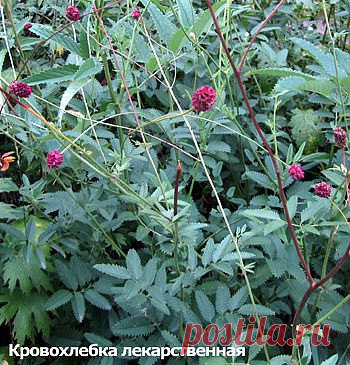 Дезинфицирующие и бактерицидные растения.