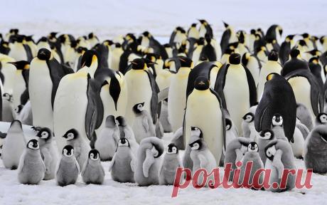 Как «рожают» и выхаживают своих детей пингвины: трогательные фото и удивительные факты - Статьи - Семья - Дети Mail.ru