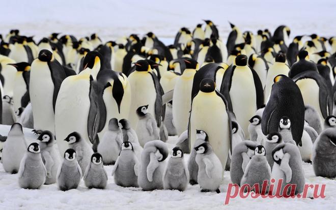 Как «рожают» и выхаживают своих детей пингвины: трогательные фото и удивительные факты - Статьи - Семья - Дети Mail.ru