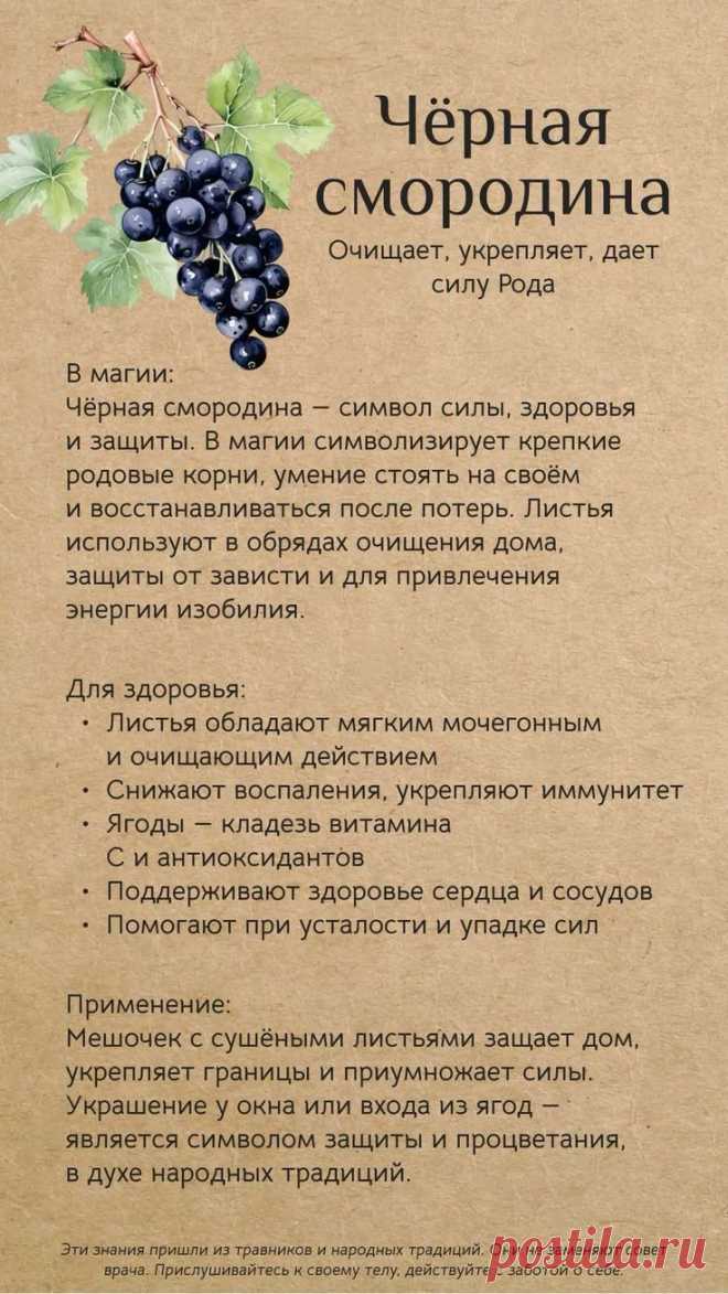 Черная смородина