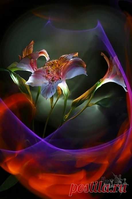 ~~ Alstromeria - LightGraphic. Flowers ~~