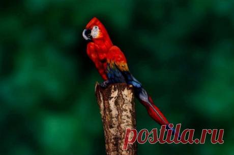 (+1) тема - Потрясающий кадр! | НАУКА И ЖИЗНЬ