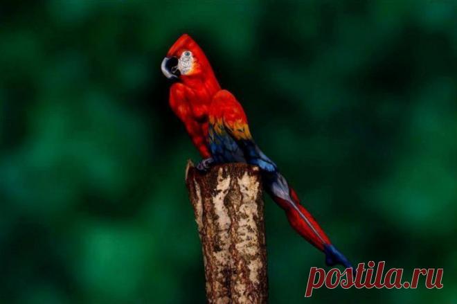 (+1) тема - Потрясающий кадр! | НАУКА И ЖИЗНЬ