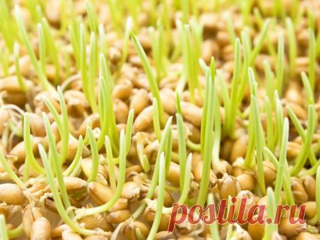 Проростки льна - ваш лучший гастроэнтеролог - Счастливые заметки