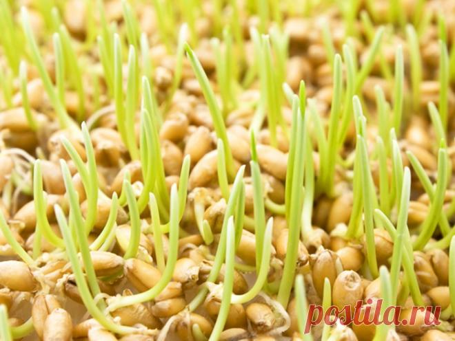 Проростки льна - ваш лучший гастроэнтеролог - Счастливые заметки