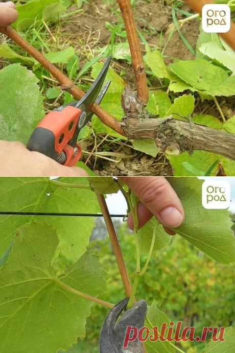 Одноклассники
