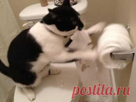Как приучить кота к унитазу