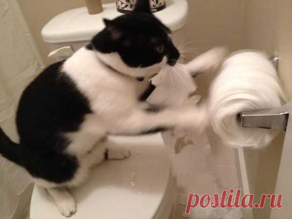 Как приучить кота к унитазу