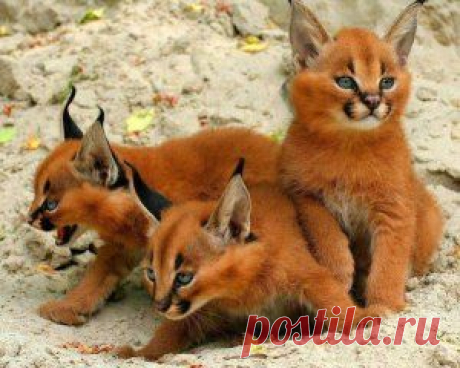 Коффбой's photo | Pixable