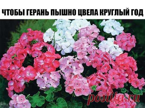 А вот, собственно, и сам рецептик:
В трехлитровую банку залейте 2,6-2,7 л отстоянной воды без хлора.
Разведите в теплой воде дрожжи, после чего добавьте их в банку вместе с сахаром.
Накройте банку марлей и держите в тепле, время от времени взбалтывая содержимое.
Раствор будет готов, когда закончится брожение. После этого один стакан разведите в 10 л воды и поливайте свою герань по 1 стакану, о