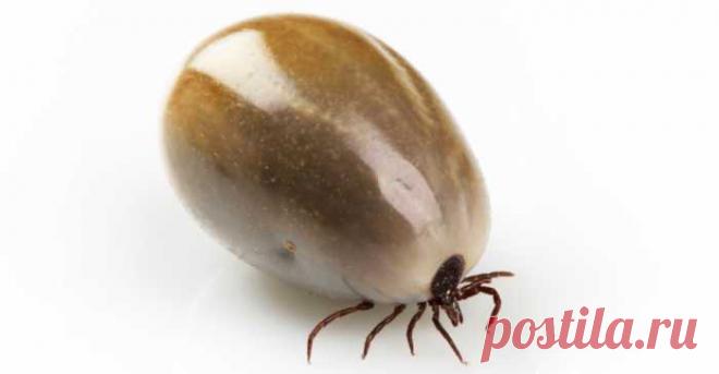 Этот коварный враг из леса может заразить вас более 60 болезнями! — Journal women❜s