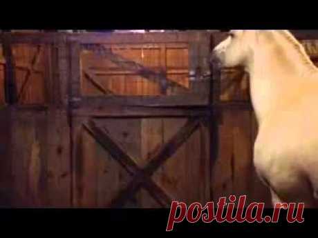 Лошади сами учатся открывать двери и ворота | Все умницы