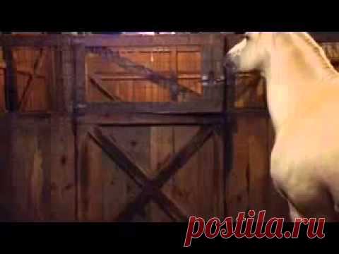 Лошади сами учатся открывать двери и ворота | Все умницы