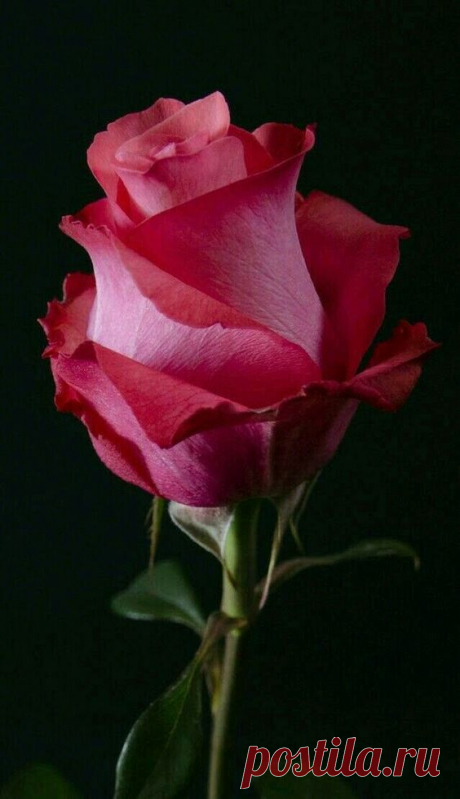 I'm gonna go sleep now . I love you lots . Sleep well . You're amazing . I'll make it up to you . ❤   |  Pinterest