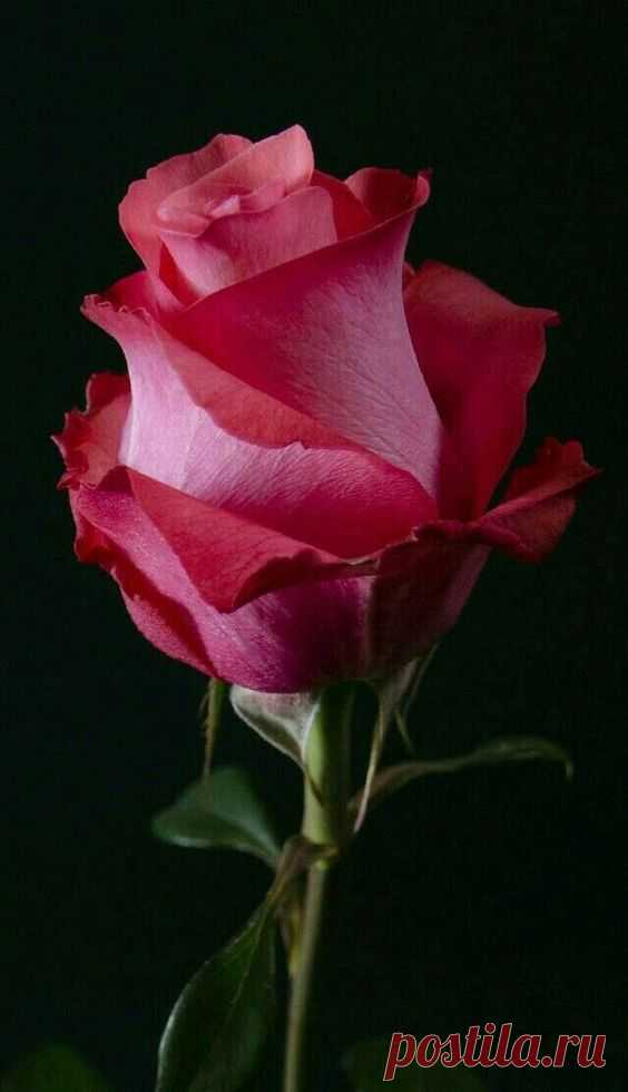 I'm gonna go sleep now . I love you lots . Sleep well . You're amazing . I'll make it up to you . ❤   |  Pinterest