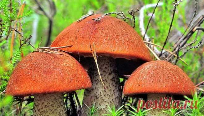 Какие грибы можно жарить без варки