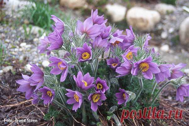 Прострел или сон-трава