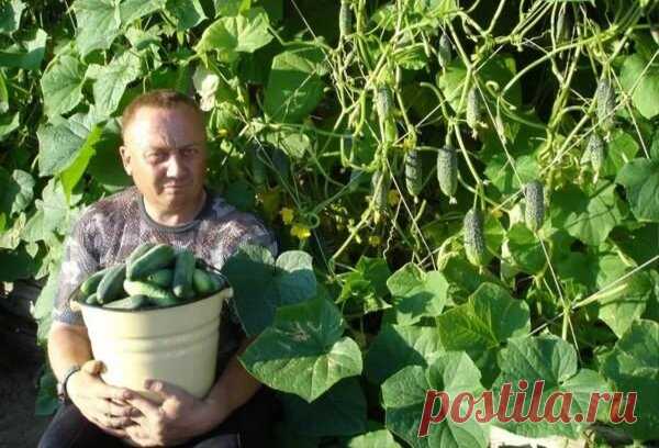 3 удобрения для огурцов от опытного дачника для богатого урожая (с рецептами) | Секретные материалы | Яндекс Дзен