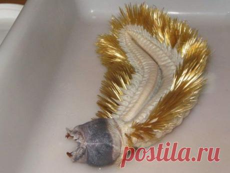 Знакомство с антарктической полихетой (4 фото) | Чёрт побери Мало кто из вас мог встречать подобных тварей, но об их существовании должен знать каждый. Это существо, похожее на инопланетного монстра, является многощетинковым червем, которого называют антарктической полихетой. Несмотря на всю свою «нарядность», полихета выглядит весьма угрожающе, если взглянуть на его рот, а ее размеры могут привести многих в ужас.