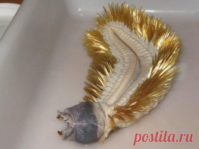 Знакомство с антарктической полихетой (4 фото) | Чёрт побери Мало кто из вас мог встречать подобных тварей, но об их существовании должен знать каждый. Это существо, похожее на инопланетного монстра, является многощетинковым червем, которого называют антарктической полихетой. Несмотря на всю свою «нарядность», полихета выглядит весьма угрожающе, если взглянуть на его рот, а ее размеры могут привести многих в ужас.