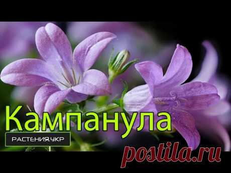 Кампанула уход в домашних условиях / Цветок жених и невеста