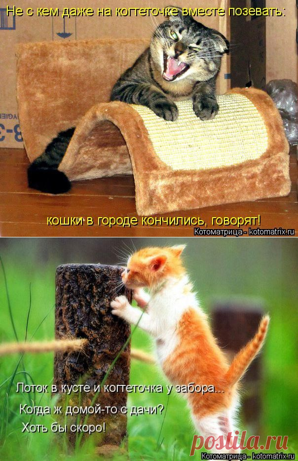 Свежая котоматрица как всегда дарит нам море адреналина