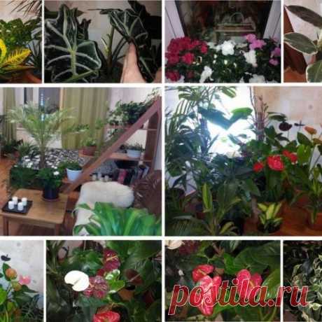 Гимн настоящим цветоводам