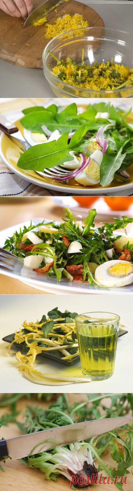 Рецепты из одуванчиков: вино, варенье из одуванчиков, салат и другие блюда