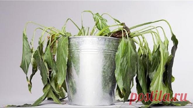 2 простых трюка для здоровья комнатных растений. Они оживут и зацветут!