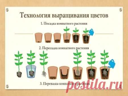Пришла весна, и в феврале-марте необходимо выкроить время и заняться пересадкой растений. Если в домашней оранжерее растет не одно растение, и они различаются по условиям содержания, требованиям к почве, то необходимо заранее купить или приготовить самому земельные смеси различных составов.