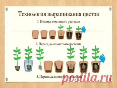 Пришла весна, и в феврале-марте необходимо выкроить время и заняться пересадкой растений. Если в домашней оранжерее растет не одно растение, и они различаются по условиям содержания, требованиям к почве, то необходимо заранее купить или приготовить самому земельные смеси различных составов.