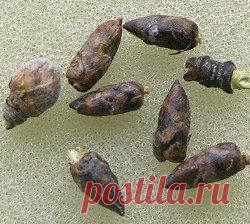 ЛЕЧЕНИЕ БЕРЁЗОВЫМИ ПОЧКАМИ / Абсолютное здоровье