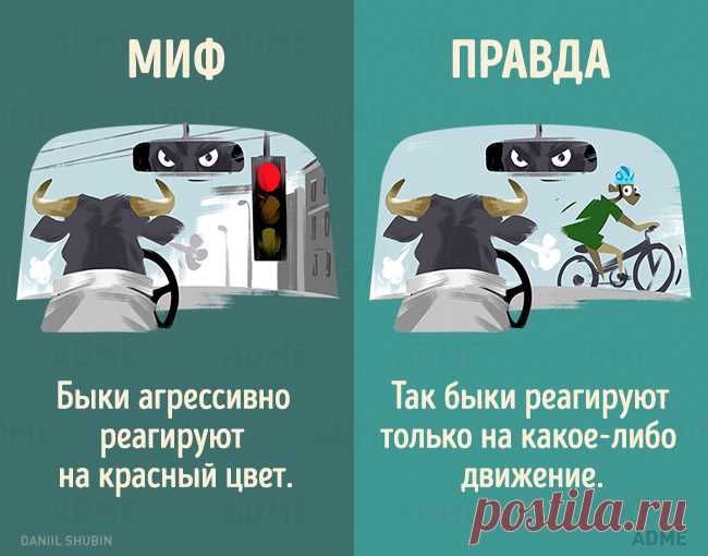 13 мифов о животных, в которые мы до сих пор верим