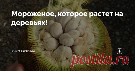 Мороженое, которое растет на деревьях! …или же самый любимый фрукт малайцев за неимением хлебного дерева

Доброго дня, уважаемые подписчики нашего паблика. Впрочем, вечера или утра тоже доброго - в зависимости от того, в какое время вам захотелось прочитать эту статью. #КнигаРастений не может остановиться в розыске странных и с виду невозможных овощей и фруктов, которые стоит распробовать на вкус. Сегодня это будет маранг, или тарап (Artocarpus odoratissimus), родственник ...