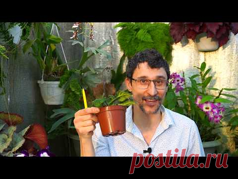 Почему стрептокарпусы растут вверх и в сторону. Строение стрептокарпусов.