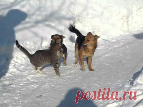 очень смелый Кот