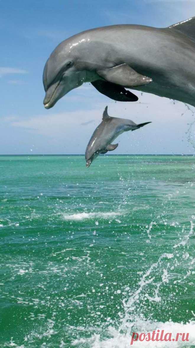 Download Wallpaper 1080x1920 dolphin, jump, water, sky, sea Sony Xperia Z1, ZL, Z, Samsung Galaxy S4, HTC One HD Background